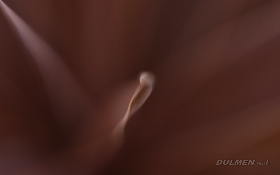 Cordyline australis (creative detail)